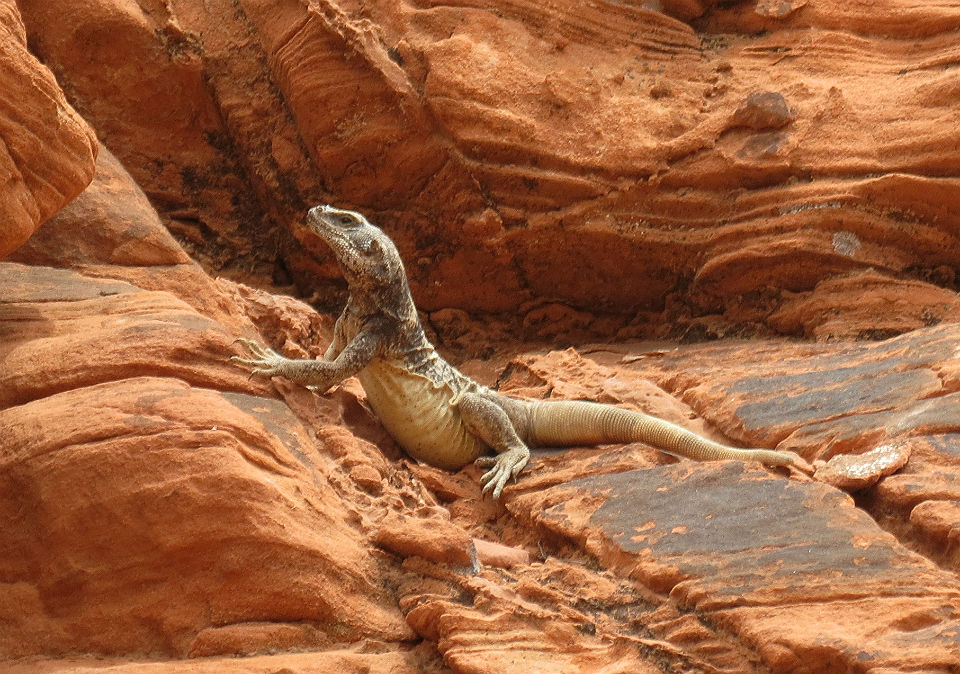 Chuckwalla